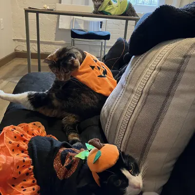 Xena, Sophie, & Midna